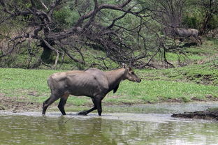 狮子与羚羊的不寻常友谊:探寻大自然中两种天敌动物如何成为最好的朋友 狮子与羚羊的不寻常友谊:探寻大自然中两种天敌动物如何成为最好的朋友