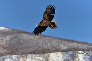 复仇狗联盟超清：雪犬、哈士奇、贵宾联手，打造全新超清复仇之路！