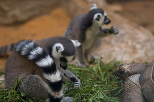 (梦幻动物园)探寻梦幻动物城传说的美食之谜:独家菜谱配方大揭秘 (梦幻动物园)探寻梦幻动物城传说的美食之谜:独家菜谱配方大揭秘