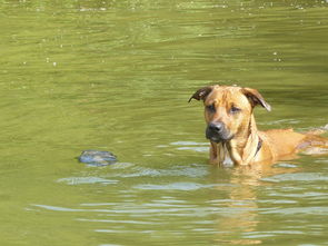 (九寨沟里有野生动物吗)九寨沟惊现罕见荒漠猫，生态奇迹引发热议