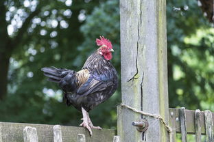 探寻吃鸡王者，寻找最帅的吃鸡头像，打造独特风格引领吃鸡时尚潮流