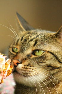 (萌宠呈祥攻略)寻找萌宠呈祥正版官网，让可爱和祥和陪伴你