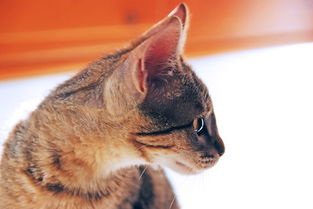 天才宠物秀全部解锁版：惊喜连连，快来看看各种奇趣萌宠的表演吧