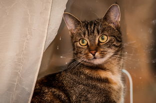 为何猴子很忙:猴子、猫咪与仓鼠的异同及其在动物行为研究中的重要意义 为何猴子很忙:猴子、猫咪与仓鼠的异同及其在动物行为研究中的重要意义