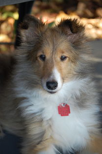 (萌猫物语图片)探寻可爱的世界：萌猫物语游戏带你走进精彩的冒险之旅