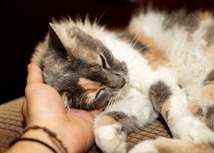 猫咪被冷到的症状及对策：如何分辨宠物是否感到寒冷，并救治？