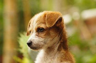 (哪个英雄在萌宠猎宝中表现最为厉害呢)哪个英雄在萌宠猎宝中表现最为厉害？