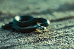 (蛇蛇大乱斗免费下载)蛇蛇大乱战无限金币钻石版本免费下载及游戏攻略分享