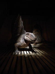 狩猎吧原始人远古兽培养哪只？如何在野外生存中正确训练和驯养史前巨兽？