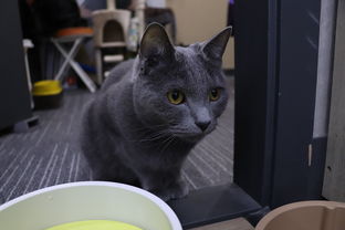 我的喵会功夫折相思：以创新宠物训练理念揭示人类与动物间深刻情感纽带的全新理解