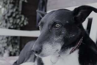 (狗狗反击主人)狗犬反击最狠的三个绝招,让你不得不重新审视它们的力量! (狗狗反击主人)狗犬反击最狠的三个绝招,让你不得不重新审视它们的力量!