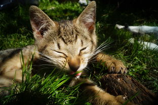 享受猫三国0.1折优惠,尽情畅游三国世界,深度体验猫咪乐园,抓住限时特惠! 享受猫三国0.1折优惠,尽情畅游三国世界,深度体验猫咪乐园,抓住限时特惠!