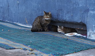 (拆弹猫玩法)探究拆弹猫规则的游戏性与挑战：揭秘如何成为拆弹大师