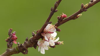(人闲桂花落下一句是谁写的)人闲桂花落的下一句是什么？探析这句诗的意境与情感
