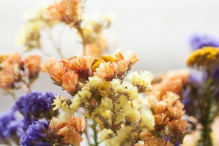 (人闲桂花落下一句是谁写的)人闲桂花落的下一句是什么？探析这句诗的意境与情感