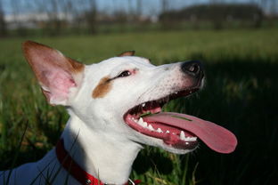 (兔子可爱照片卡通)精美可爱的兔子照片大全图片欣赏收藏分享