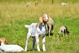 (ps2豚鼠特工队)豚鼠特工队PSP版详细攻略：从基础技巧到高级策略全解析