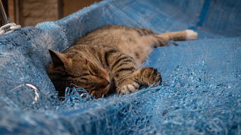 (探险的猫)探险王国：猫咪带你探索神秘世界