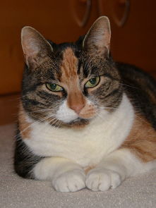 (中华田园猫白猫叫什么名字)探寻中华田园猫白猫的独特魅力和养护技巧 (中华田园猫白猫叫什么名字)探寻中华田园猫白猫的独特魅力和养护技巧