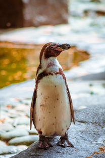 (可爱萌宠照片大全可爱)100只超级可爱的萌宠图片合集，治愈你的压力与烦恼