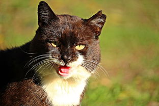 (亲吻猫咪猫咪能明白什么意思吗)亲吻猫咪游戏:在猫猫惊魂的奇幻世界中与喵星人展开冒险! (亲吻猫咪猫咪能明白什么意思吗)亲吻猫咪游戏:在猫猫惊魂的奇幻世界中与喵星人展开冒险!