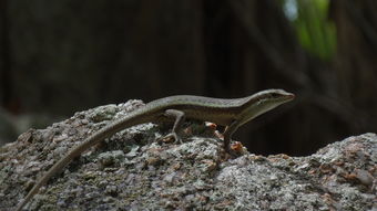探秘雷电沙龙曼蛇 无敌版：全新版本引爆游戏世界，快来感受无与伦比的游戏体验！