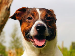 曾经有一款经典游戏叫猫狗大战，让我们一起怀念这段美好的游戏记忆吧!