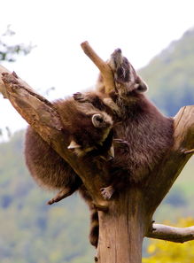 (浣熊怎么了)为什么浣熊网站打不开？如何解决浣熊网站无法访问的问题？
