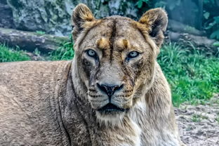 (代号gaia官网)代号动物园什么时候上线?新游戏发布日期及玩法详情一览 (代号gaia官网)代号动物园什么时候上线?新游戏发布日期及玩法详情一览