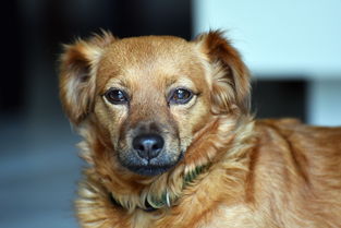 (猫在什么温度下会中暑)什么温度下会让猫中暑？注意宠物健康！