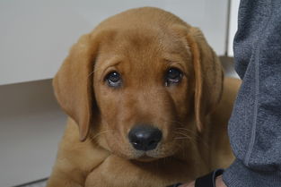 (口袋宠物世界 攻略)口袋宠物世界兑换码:探索迷你宠物的神秘世界并解密隐藏礼品 (口袋宠物世界 攻略)口袋宠物世界兑换码:探索迷你宠物的神秘世界并解密隐藏礼品