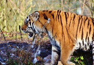 (乱斗西游百眼魔君值得培养吗)乱斗西游百眼魔君：探寻神秘的魔幻世界