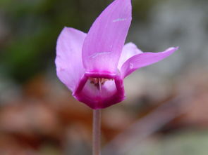 深入解析'十里桃花'含义:聚焦东方美学与中国古典诗词间的浪漫情感表达 深入解析'十里桃花'含义:聚焦东方美学与中国古典诗词间的浪漫情感表达