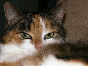 (猫四肢凉怎么回事)当猫四肢冰凉,需警惕四种可能的疾病发展情况 (猫四肢凉怎么回事)当猫四肢冰凉,需警惕四种可能的疾病发展情况