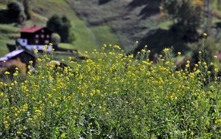 (植物保卫战2为什么不能玩)为什么植物保卫战2无法游玩?可能的原因和解决方法需了解 (植物保卫战2为什么不能玩)为什么植物保卫战2无法游玩?可能的原因和解决方法需了解