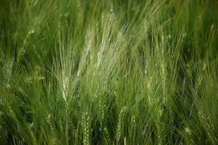 (战神沈七夜)战神出狱：主角沈夜的复仇之路究竟会如何收场？