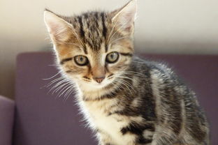 探索口袋宠物的多样性：你知道有哪些可爱的小动物适合养在口袋里吗？