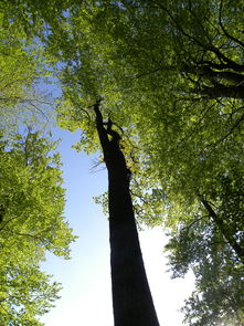 三年级学生的想象之旅:以环保为主题,描绘出生机勃勃的森林王国——300字作文 三年级学生的想象之旅:以环保为主题,描绘出生机勃勃的森林王国——300字作文