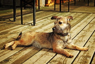 (田园猫的性格怎么样)田园猫的性格特点及适合当宠物猫养吗? (田园猫的性格怎么样)田园猫的性格特点及适合当宠物猫养吗?