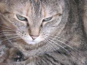 (猫和汤破解版)猫咪和汤无限金币钻石版:终极无尽乐趣,尽情解锁豪华奖励! (猫和汤破解版)猫咪和汤无限金币钻石版:终极无尽乐趣,尽情解锁豪华奖励!