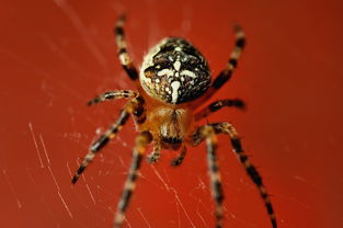 (怎么样才能抽蜘蛛)萌宠封神:探讨多少抽蜘蛛会影响游戏平衡及操作体验 (怎么样才能抽蜘蛛)萌宠封神:探讨多少抽蜘蛛会影响游戏平衡及操作体验