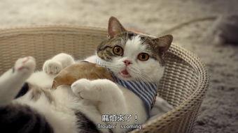 猫咪大作战内置菜单mod最新下载联机版2024无广告-猫咪大作战内置菜单mod无敌版v.7.12 猫咪大作战内置菜单mod最新下载联机版2024无广告-猫咪大作战内置菜单mod无敌版v.7.12