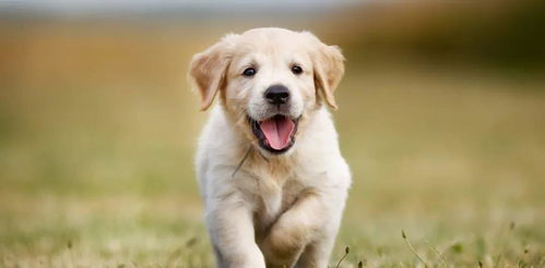 小狗爱旅游官方版2024新版下载-小狗爱旅游官方版下载手机版v.8.37 小狗爱旅游官方版2024新版下载-小狗爱旅游官方版下载手机版v.8.37