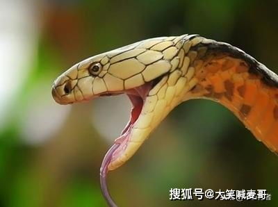 蛇蛇饱饱无限金币内购版下载-蛇蛇饱饱免广告下载v.3.29 蛇蛇饱饱无限金币内购版下载-蛇蛇饱饱免广告下载v.3.29