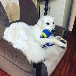 猫猫狗狗一起玩游戏安卓版下载-猫猫狗狗一起玩手机版汉化版(暂未上线)v.2.34 猫猫狗狗一起玩游戏安卓版下载-猫猫狗狗一起玩手机版汉化版(暂未上线)v.2.34