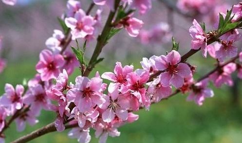 揭秘仙禁生红药的寓意与象征：与哪个生肖息息相关？