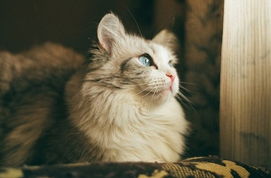 猫咪田园图鉴：探寻迷人猫咪的家园，揭秘它们的生活种种