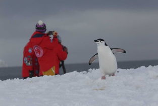 纵观冰原前线:公映纪录片《企鹅卧底的中文版》穿越南极冰川,揭秘企鹅生存秘境 纵观冰原前线:公映纪录片《企鹅卧底的中文版》穿越南极冰川,揭秘企鹅生存秘境