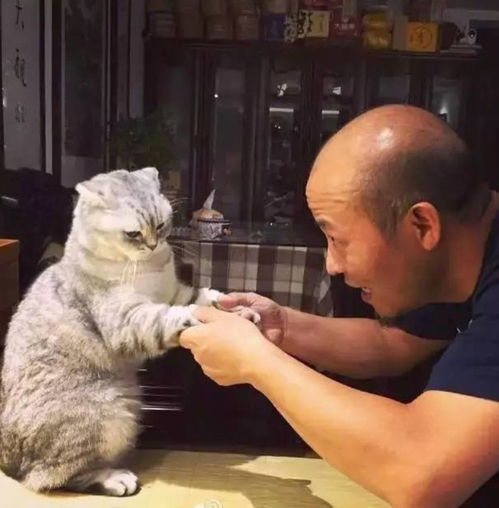 我家猫开的修仙中心供应无限鱼干，猫咪们修炼之余尽享美味盛宴