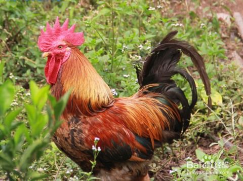 鸡、猴、蛇、鼠:2025年天天免费资料百度和5555555王大五,小心欺诈的甜蜜饵-规范释义、专家解读解释与落实​